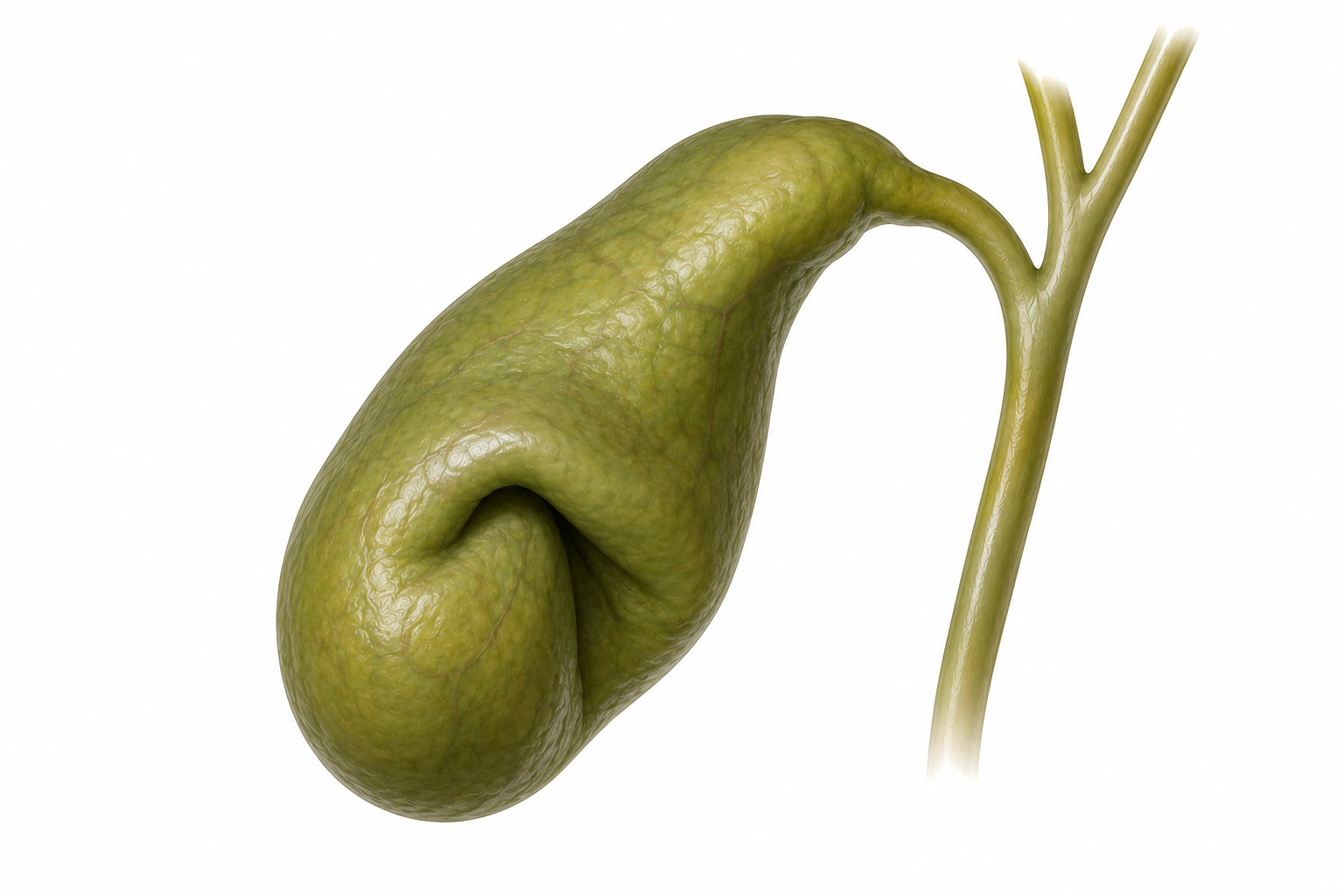 presavijena žučna kesa ilustracija